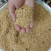 فروش گندم