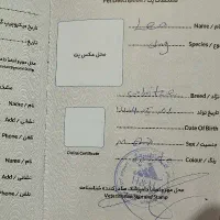 سگ شیتزو کراس|سگ|تهران, مخصوص|دیوار