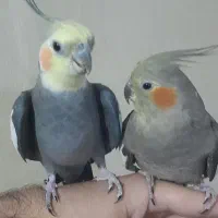 یک جفت مولد با ۳ جوجه  دو ماهه  سالم و سرحال|پرنده|ری, فیروزآبادی|دیوار