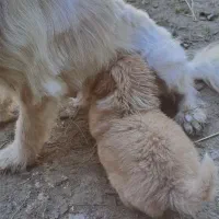 توله سگ شیتزو اصل