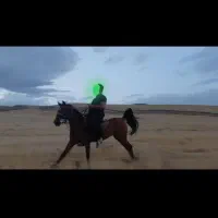 اسب|اسب و تجهیزات اسبسواری|دیواندره, |دیوار
