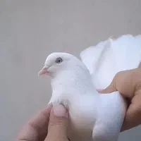 کبوتر سفید چشم سفید نر