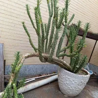 کاکتوس غول آسا به همراه گلدان