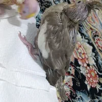 جوجه عروس هلندی نژاد سخنگو