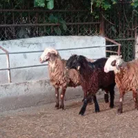 ۴۸ راس بره نر چاق نژاد ترکمن و افشار|حیوانات مزرعه|شیرگاه, |دیوار