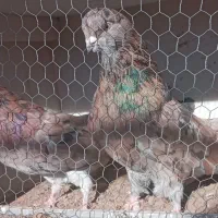 جفت سرول نر و ماده آتشی|پرنده|میانه, |دیوار