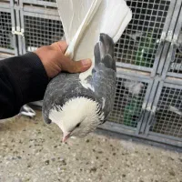 کفتر گرفتنی بلندی