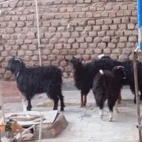 دوتاکهره یک سال چتی ودوتاکهره کله سفید۶ماه|حیوانات مزرعه|زاهدان, |دیوار