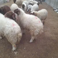 بره پروار نر|حیوانات مزرعه|چوار, |دیوار