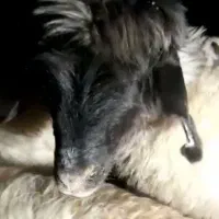 بره ماده قوچ خورده