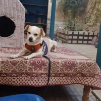 واگذاری پد خانگی|سگ|کرج, گوهردشت|دیوار