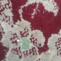 اسب ترکمن