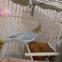 عروس هلندی|پرنده|دماوند, دماوند|دیوار