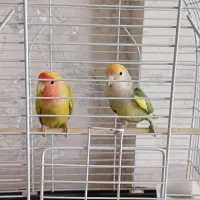 طوطی برزیلی