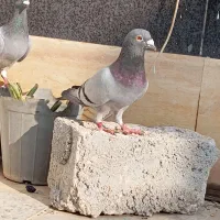 کبوتر رنگی وپلاکی