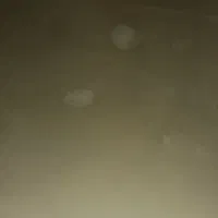 کبوتر مسابقه ای