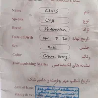 فروش سگ|سگ|سیدان, |دیوار