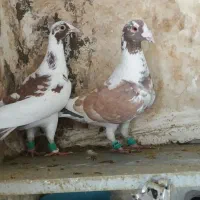 کفتر پرشی المانی پلنگ سرخ سیاه سبز کاکلی‌ یهودی