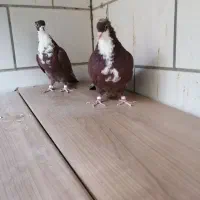 دوعدد جوجه رسمی سرخ کلاهی 8لقه|پرنده|کرمان, |دیوار