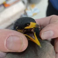 دوتا مینا کام سیاه افغانی اصلی جفت نر نیمه دستی