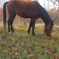 اسب مادیان ۴ ساله