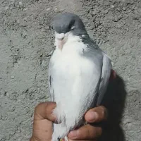 تعدادی کبوتر نر رنگی گرفتنی،ریش سبز ساده ابر طوقی|پرنده|زاهدان, |دیوار
