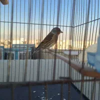 سهره قناری لر بخوان|پرنده|تهران, هاشمی|دیوار