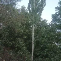 خرید وفروش انواع چوب
