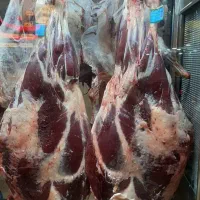 فروش ویژه گوشت تازه محلی|خوردنی و آشامیدنی|رشت, دیلمان|دیوار
