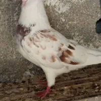 کبوتر تهرانی