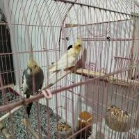 یک جفت عروس هلندی مولد