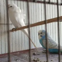 فروش یکجا عروس ومرغ عشق|پرنده|تهران, خرمشهر|دیوار