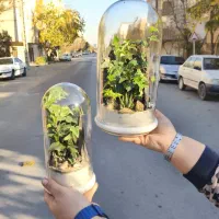 باغ شیشه ای