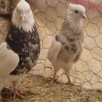 کبوتر طوقی و رنگی