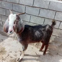 بزپاکستانی|حیوانات مزرعه|فاروج, |دیوار