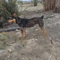 سگ تابه تا