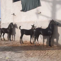 فروش اسب کرد خالص مشکی