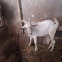 بز کهره سانن نر|حیوانات مزرعه|کازرون, |دیوار