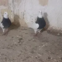 کبوتر.نر ماده طوق سیاه