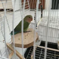 طوطی برزیلی