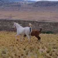 اسب مادیان