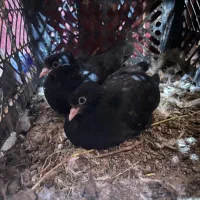 یک جفت جوجه ابادانی فروشی