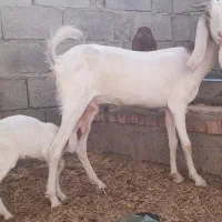فروش و معامله بز و کهره ها