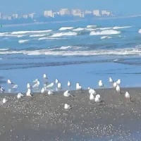 رهن و اجاره ویلا اپارتمان دو خوابه طبقه همکف|اجارهٔ آپارتمان|کتالم و سادات شهر, |دیوار