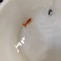 لابستر|ماهی|تهران, آهنگران (سراسیاب دولاب)|دیوار