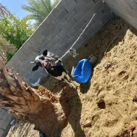 فروش  گاو ماده