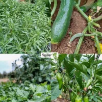 راه نجات بی آبی باکودارگانیک فروش واعطای نمایندگی|خدمات باغبانی و درختکاری|تهران, میدان میوه و تره‌بار مرکزی|دیوار