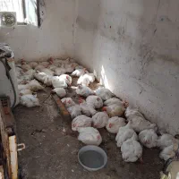 مرغ گوشتی زنده.فاضل اباد رحمت اباد ولایت۱۹