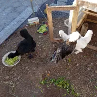 مرغ و خروس|حیوانات مزرعه|نیشابور, شهرک بسیج|دیوار