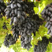 نهال  انگور موندراپ - تضمینی